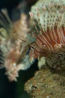 Lionfish (Pterois Volitans) Royalty Free Stock Photos Lionfish (Pterois Volitans) Royalty Free Stock Photos