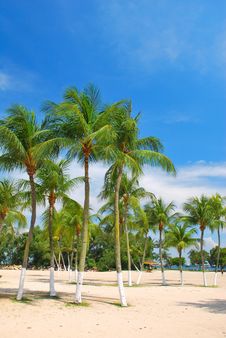 Tropical Coconut Trees Royalty Free Stock Image Tropical Coconut Trees Royalty Free Stock Image