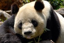 Panda Royalty Free Stock Photography
