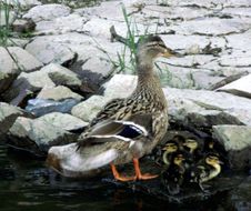 Duck Family Royalty Free Stock Image