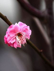 Plum Blossom Stock Images Plum Blossom Stock Images