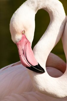 Chilean Flamingo Stock Image