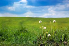 Dandelions Royalty Free Stock Photo Dandelions Royalty Free Stock Photo