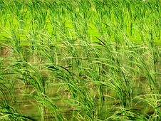 Farm Crops - Water Bamboo And Duckweed Royalty Free Stock Photography Farm Crops - Water Bamboo And Duckweed Royalty Free Stock Photography