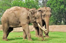 Indian Elephants Stock Photos Indian Elephants Stock Photos