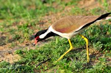 Red Wattled Lapwing Stock Photo Red Wattled Lapwing Stock Photo