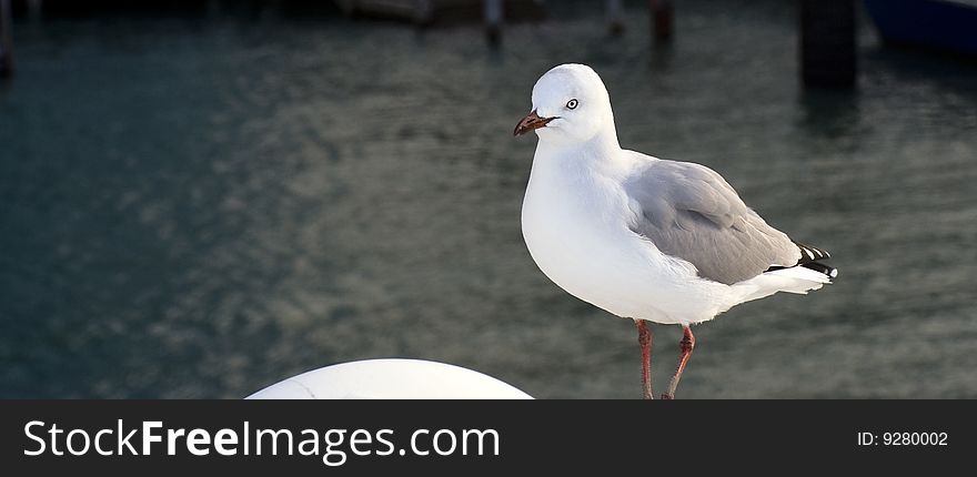 Beautiful seagull resting on a boat