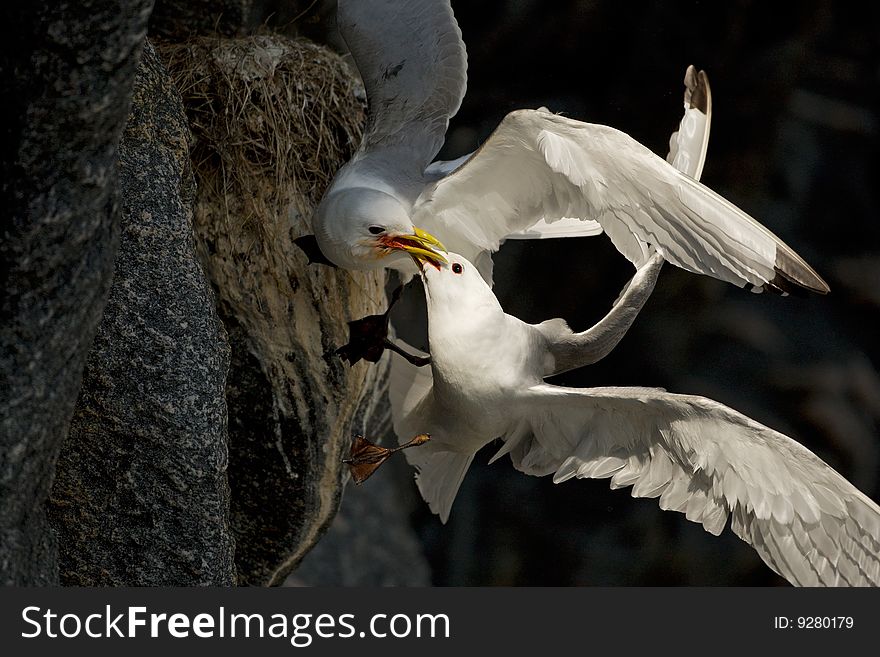 Fighting Birds Kittiwakes