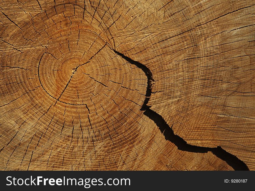 Cross section through the tree log