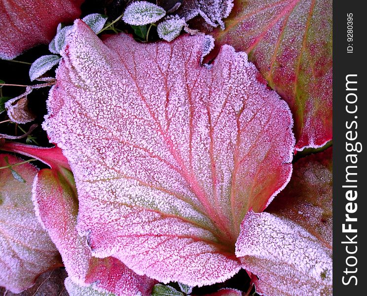 Colorful frozen leaf with ice