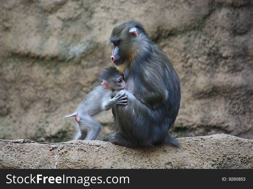 Adult mandrill with a offspring. Adult mandrill with a offspring