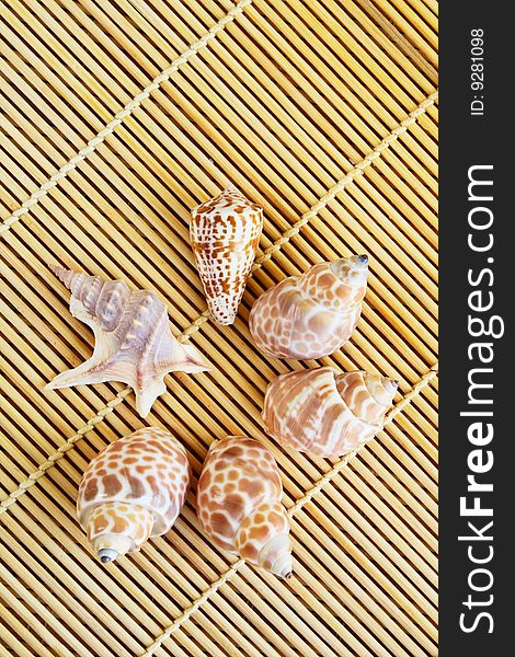 Close-up of six seashells forming a circle on a bamboo mat. Close-up of six seashells forming a circle on a bamboo mat