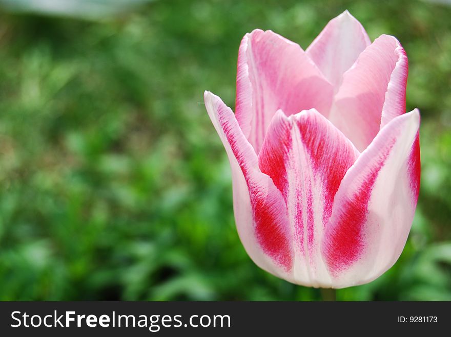 Nice pink tulip in the sunlight