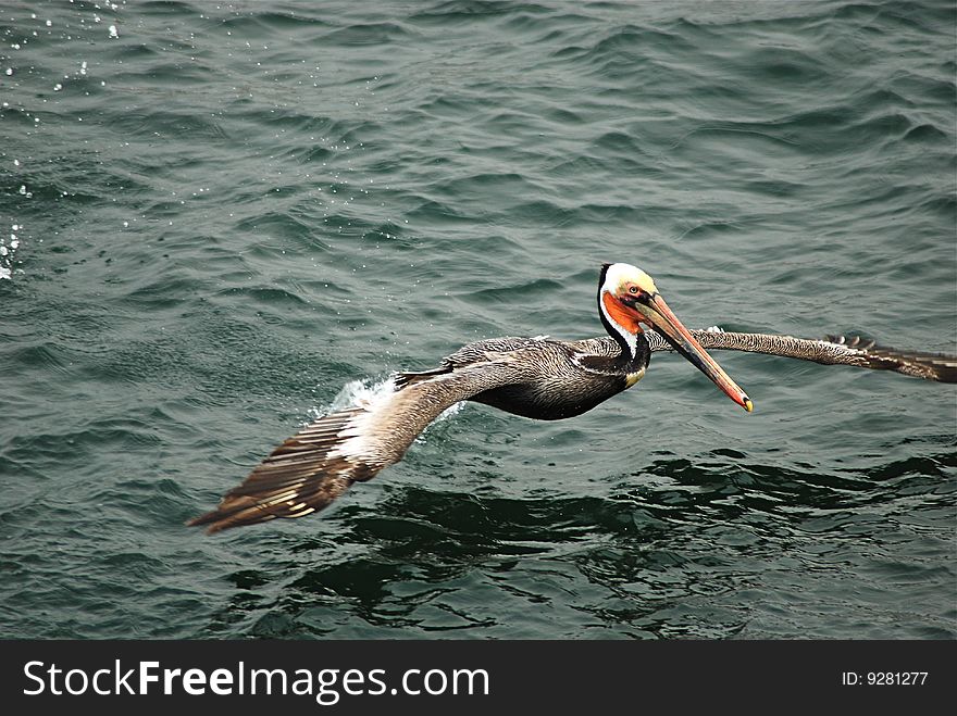 A Pelican looking for lunch in Santa Monica, CA. A Pelican looking for lunch in Santa Monica, CA