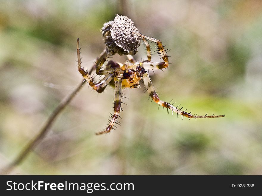 A spider hung on a dry flower. A spider hung on a dry flower