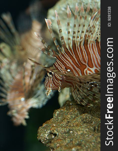 Lionfishs is a exotic fish is in coral reefs. Lionfishs is a exotic fish is in coral reefs