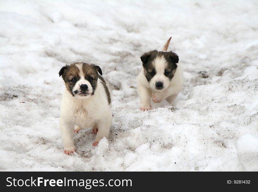 Two little dogs playing in the snow. Two little dogs playing in the snow
