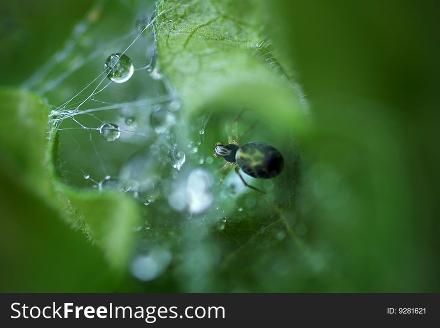 A spider hides from the rain in a coneflower leaf after she used her web to curl it into a shelter. A spider hides from the rain in a coneflower leaf after she used her web to curl it into a shelter.