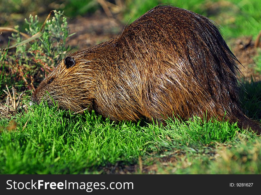 A big brown rodent eating grass. A big brown rodent eating grass