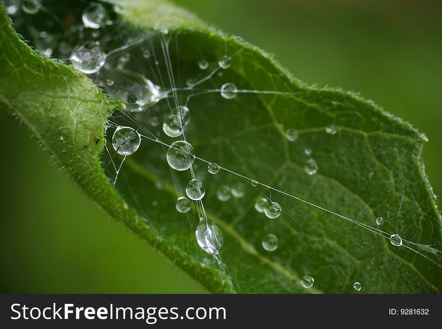 A spider hides from the rain in a coneflower leaf after she used her web to curl it into a shelter. A spider hides from the rain in a coneflower leaf after she used her web to curl it into a shelter.