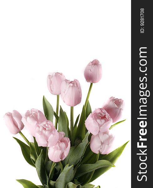 Beautiful spring flower tulip on white background. Beautiful spring flower tulip on white background