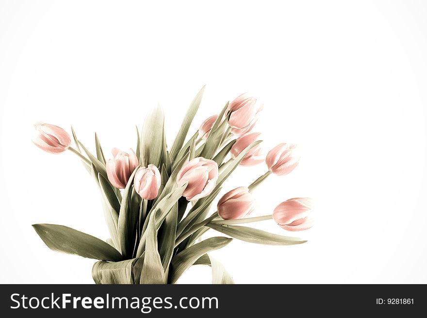 Beautiful spring flower tulip on white background