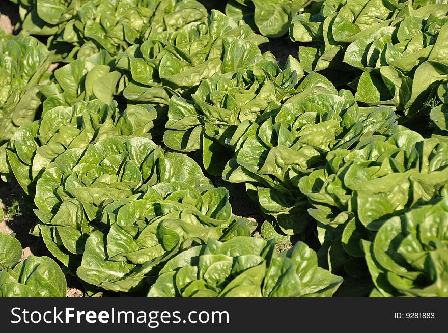 Cabbage lettuce in diagonal rows. Cabbage lettuce in diagonal rows