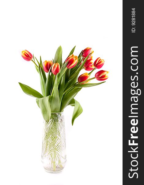 Beautiful spring flower tulip on white background