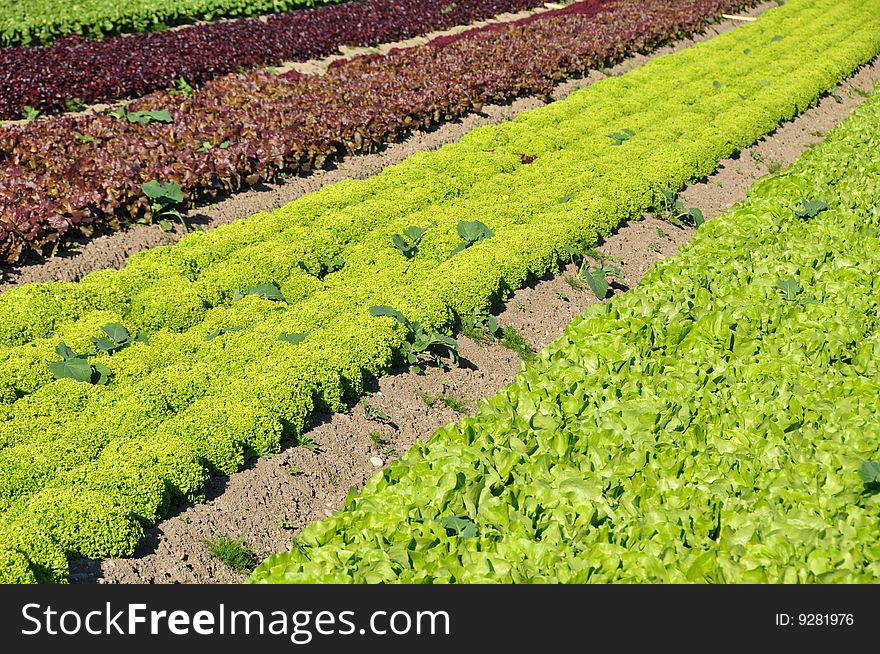 Different lettuce in diagonal rows. Different lettuce in diagonal rows