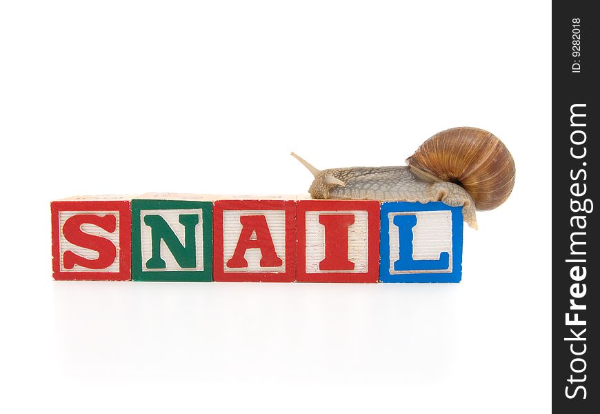 Wooden blocks with snail on white background