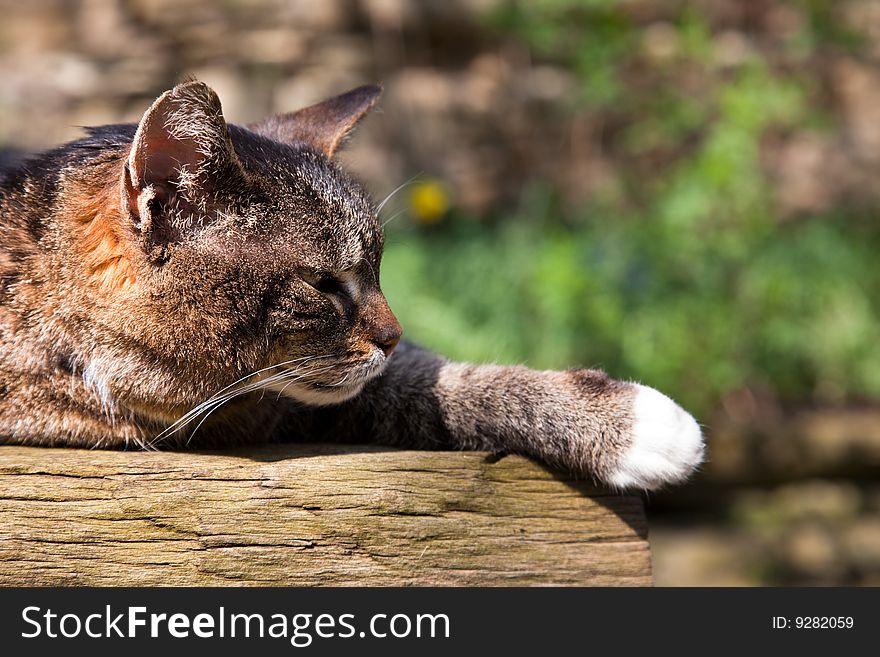Sleeping cat on wooden table in sunlight