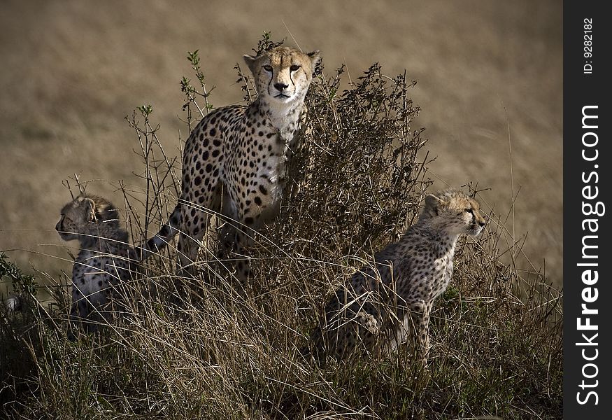 Leopard family surveying the bush