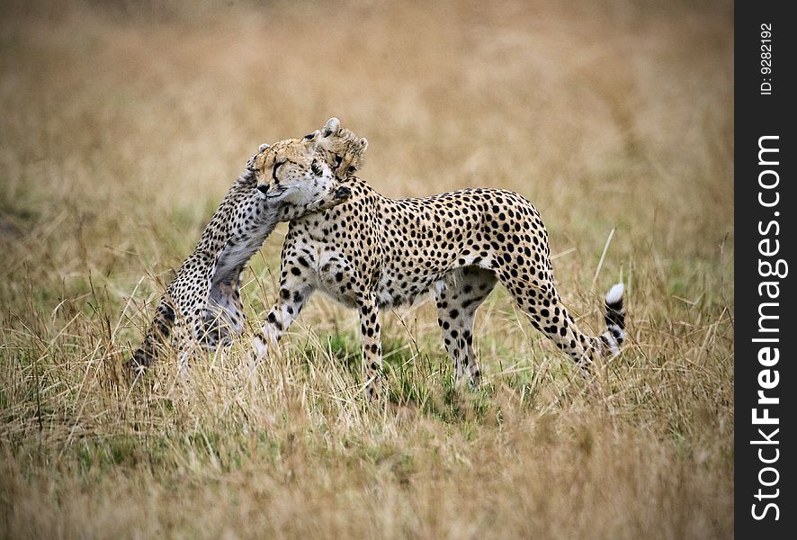 A young leopard playing with his mom. A young leopard playing with his mom