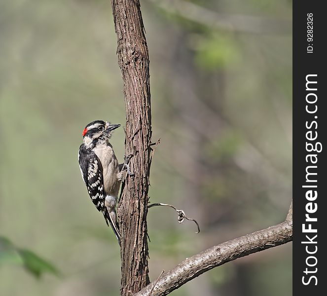 Male downy woodpecker perched on a tree