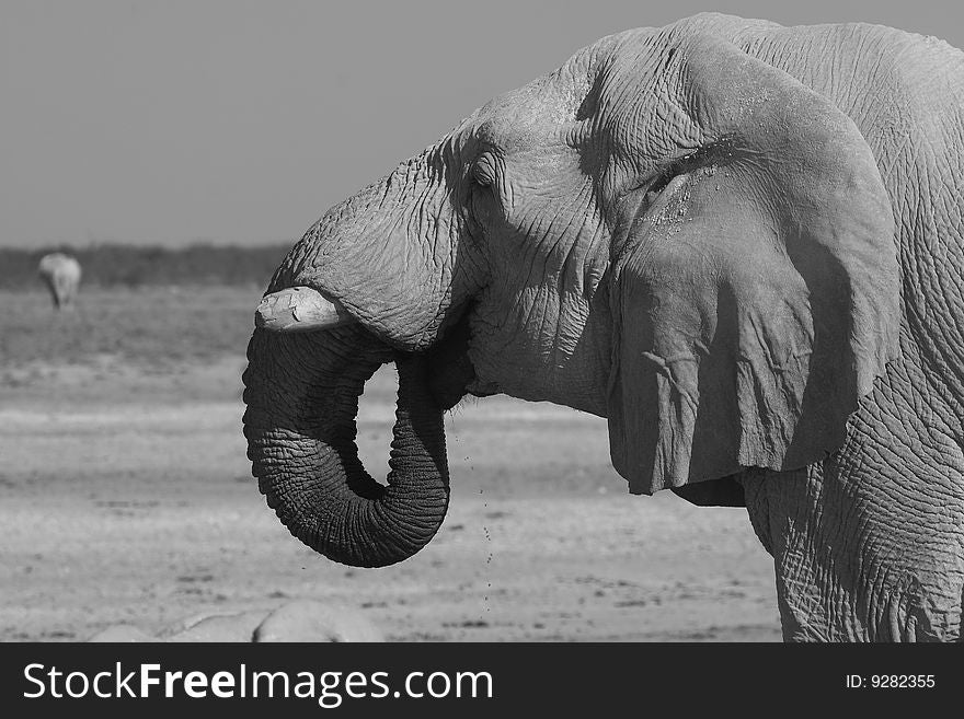 Old elephant drinking in etosha national park in namibia