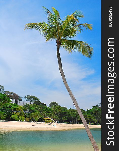 Tropical coconut tree, symbolizing holiday and leisure, along a beautiful sandy beach. Tropical coconut tree, symbolizing holiday and leisure, along a beautiful sandy beach