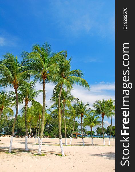 Tropical coconut trees, symbolizing vacation and leisure, on a white sandy beach