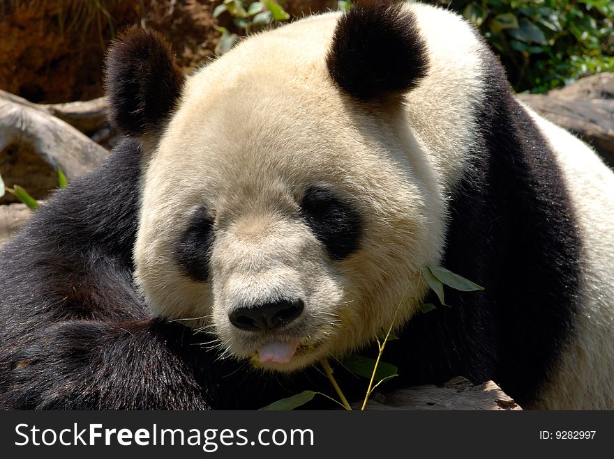 The Chinese Giant Panda Bear