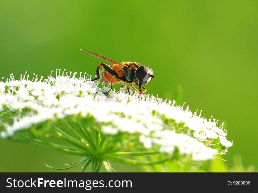 A fly is eating food