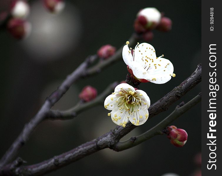 The white Plum blossom