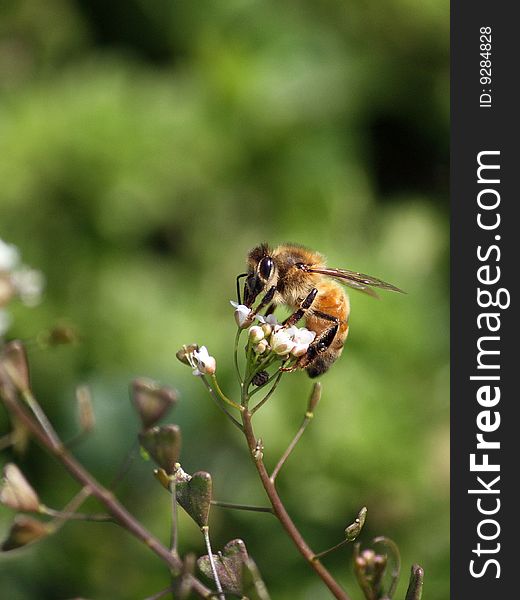 Diligent bee is gathering honey on the flowers