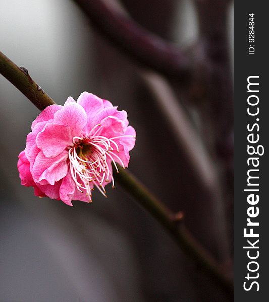 Red Plum blossom ,Be in full bloom ,in suzhou the Canal  Park Jiangsu province PRC