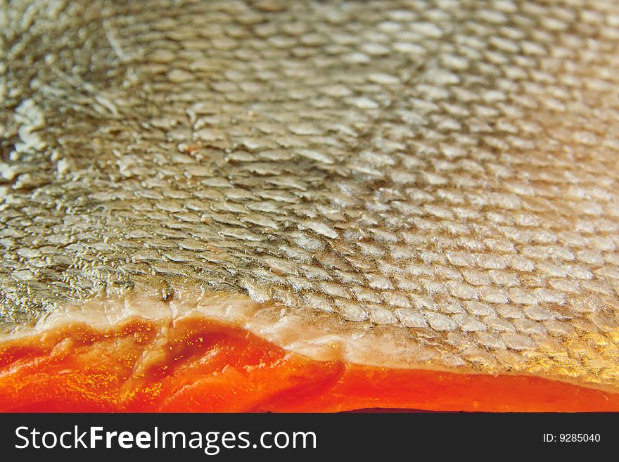 Fillet of Fresh Salmon Fish with Skin. Fillet of Fresh Salmon Fish with Skin