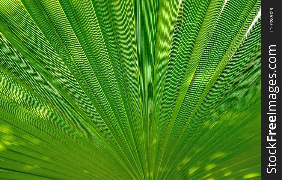 Radiant pattern of green palm leaf