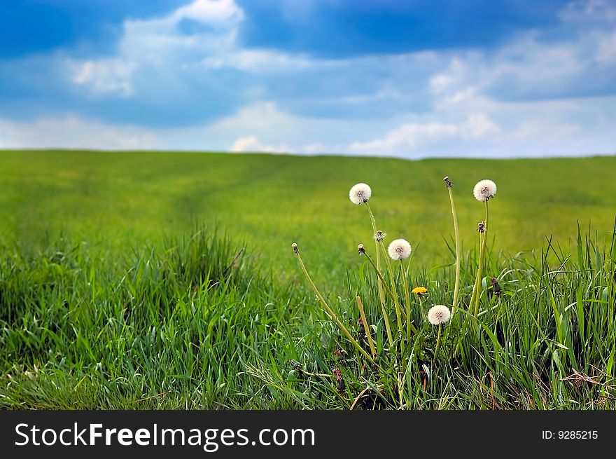 Dandelions in the calm meadow