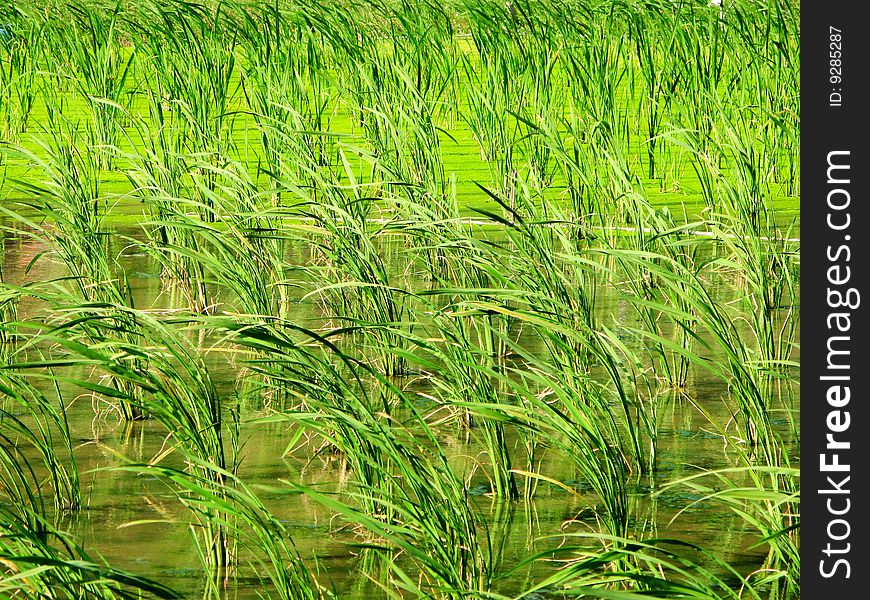 Farm Crops - Water Bamboo And Duckweed