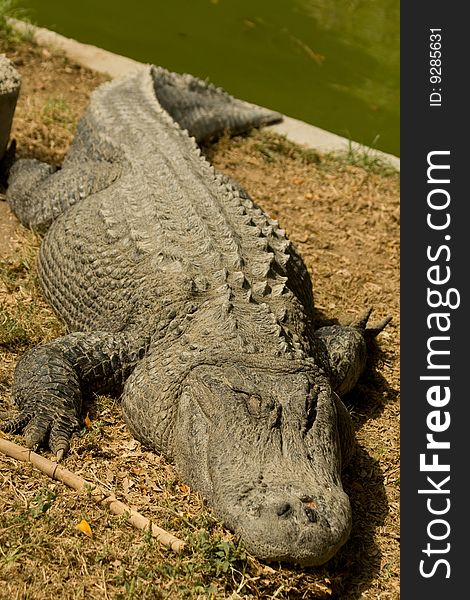 Crocodile