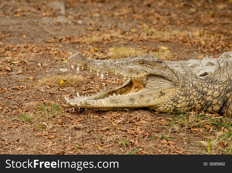 Crocodile with open mouth. You can see his teeth. Crocodile with open mouth. You can see his teeth