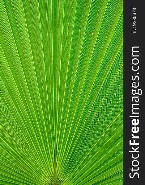 Radiant pattern of green palm leaf