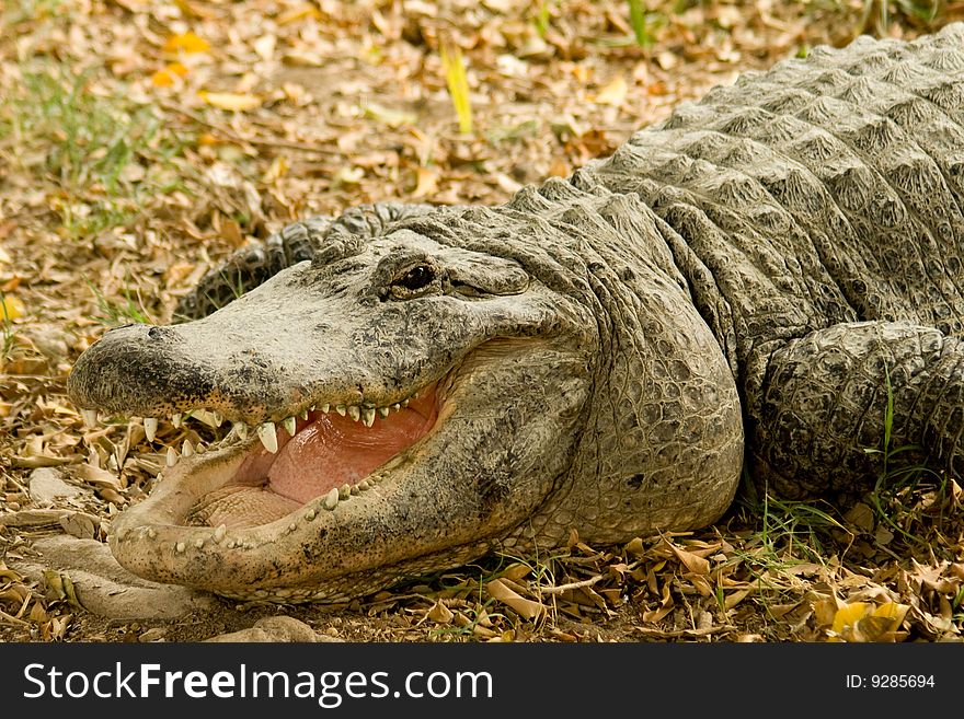 Crocodile with open mouth. You can see his teeth. Crocodile with open mouth. You can see his teeth